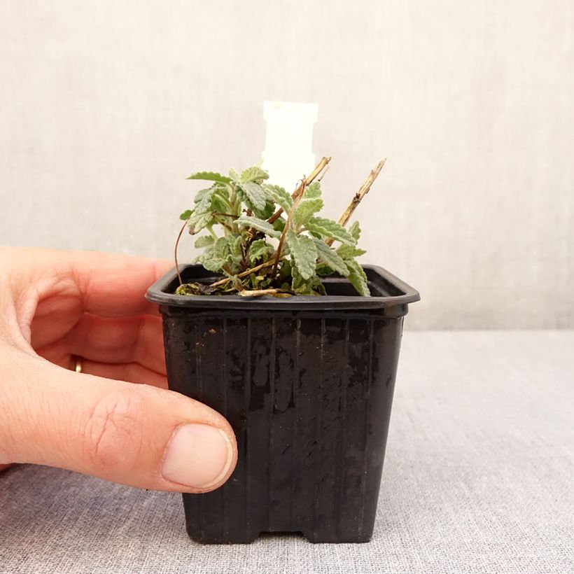 Example of Nepeta racemosa Amelia - Traubige Katzenminze Kleine Töpfe von 8/9 cm as you get in printemps