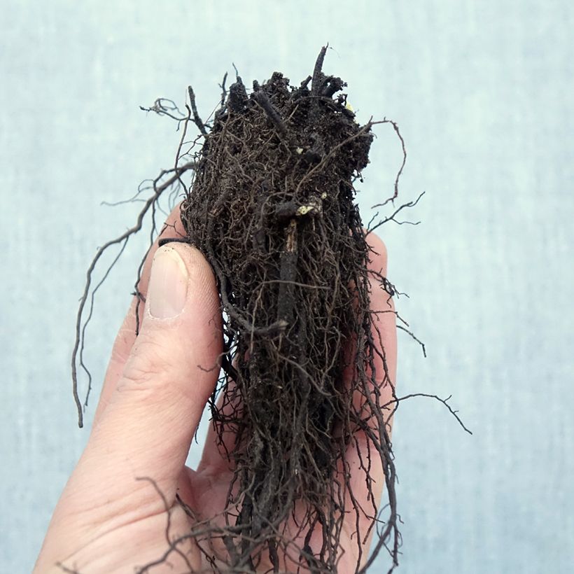 Exemplar von Traubige Katzenminze Snowflake - Nepeta racemosa Wurzelnackt wie im Winter geliefert