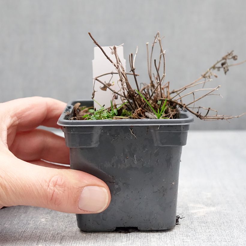 Exemplar von Nepeta x faassenii Alba - Népéta hybride Kleine Töpfe von 8/9 cm wie im Winter geliefert