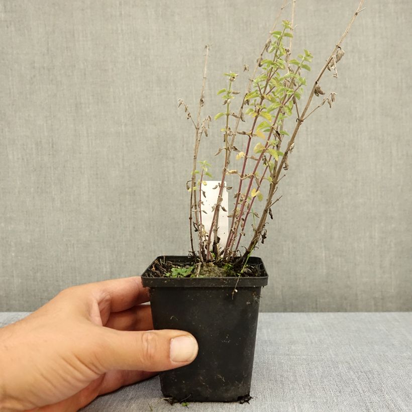 Exemplar von Katzenminze Dropmore - Nepeta faassenii Kleine Töpfe von 8/9 cm wie im Sommer geliefert
