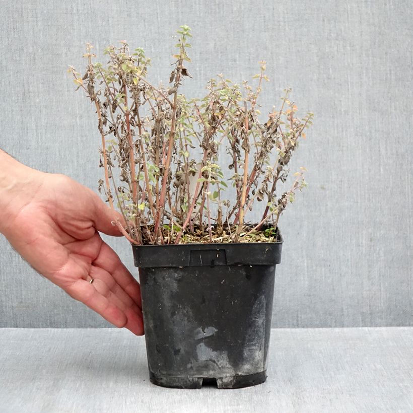 Exemplar von Katzenminze Dropmore - Nepeta faassenii Topf mit 2L/3L wie im Herbst geliefert