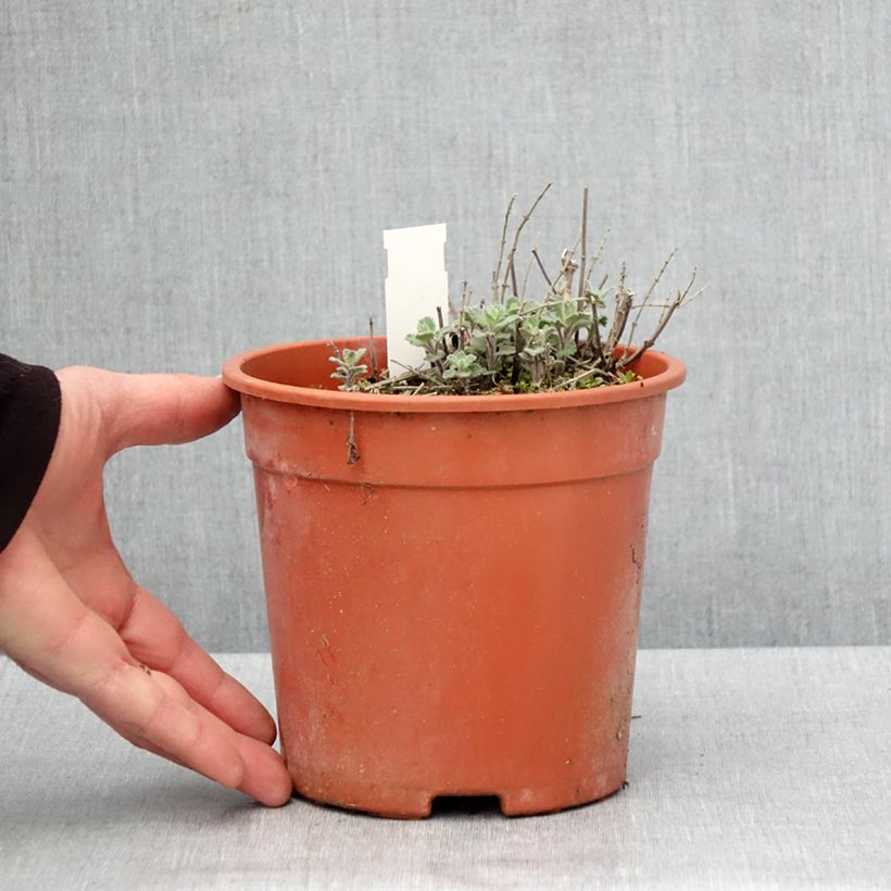 Exemplar von Katzenminze Dropmore - Nepeta faassenii Topf mit 2L/3L wie im Frühjahr geliefert