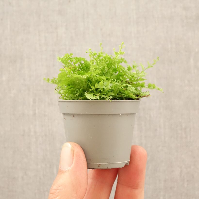 Exemplar von Schwertfarn Cotton Candy - Nephrolepis exaltata Mini-Pflanze wie im Frühjahr geliefert