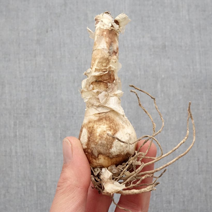 Exemplar von Nerine bowdenii Bianca Perla - Guernsey-Lilie Zwiebel Kaliber/Größe 12+ wie im Frühjahr geliefert