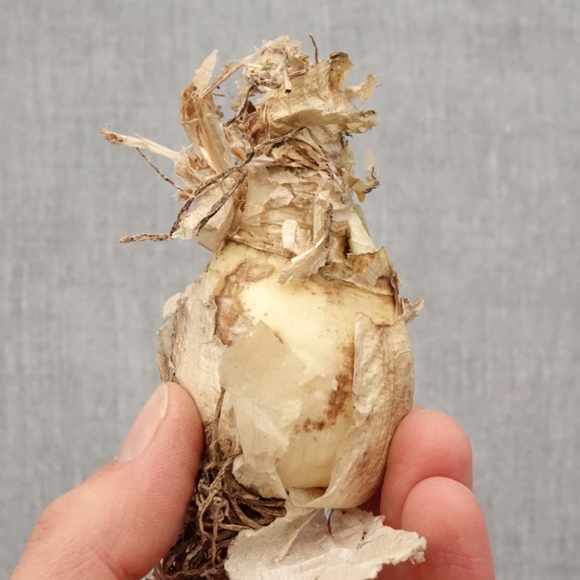 Exemplar von Nerine bowdenii Bionce - Guernsey-Lilie Zwiebel Kaliber/Größe 12/14 wie im Frühjahr geliefert