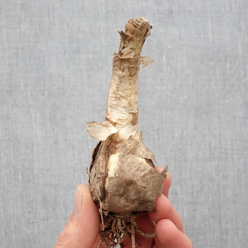 Example of Nerine bowdenii Favourite - Guernsey-Lilie Zwiebel Kaliber/Größe 12+ as you get in printemps