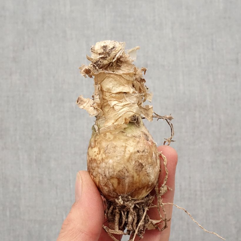 Exemplar von Nerine bowdenii Like a Virgin - Guernsey-Lilie Zwiebel Kaliber/Größe 12+ wie im Frühjahr geliefert