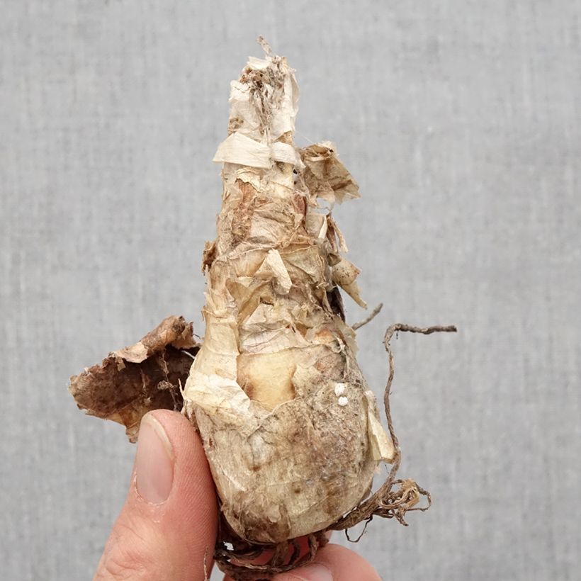 Example of Nerine bowdenii Ostara K - Guernsey-Lilie Zwiebel Kaliber/Größe 12+ as you get in printemps