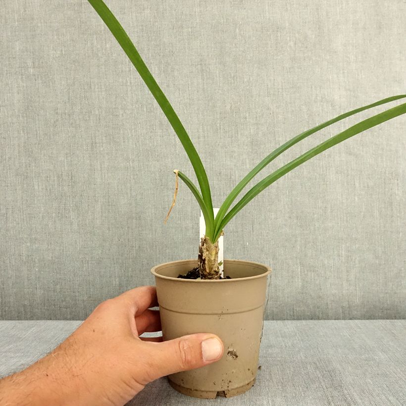 Exemplar von Nerine bowdenii Ostara K - Guernsey-Lilie Topf mit 1,5L/2L Kaliber/Größe 12/14 wie im Sommer geliefert