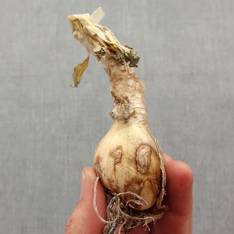 Exemplar von Nerine bowdenii Pink Triumph - Guernsey-Lilie Zwiebel Kaliber/Größe 12+ wie im Frühjahr geliefert