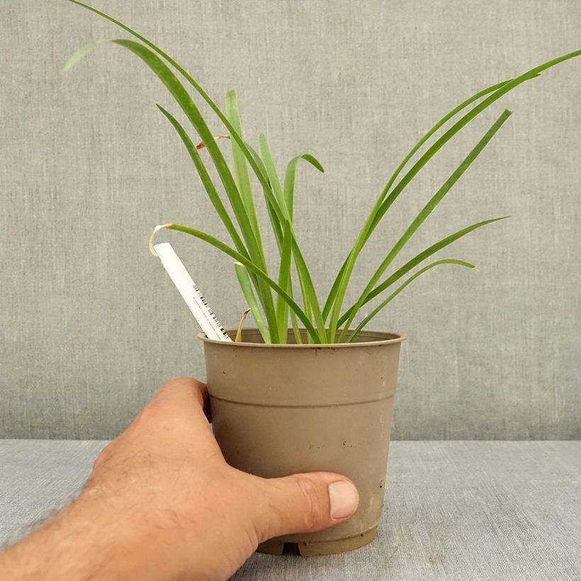 Exemplar von Nerine bowdenii Vesta K - Guernsey-Lilie Topf mit 1,5L/2L Kaliber/Größe 12/14 wie im Sommer geliefert