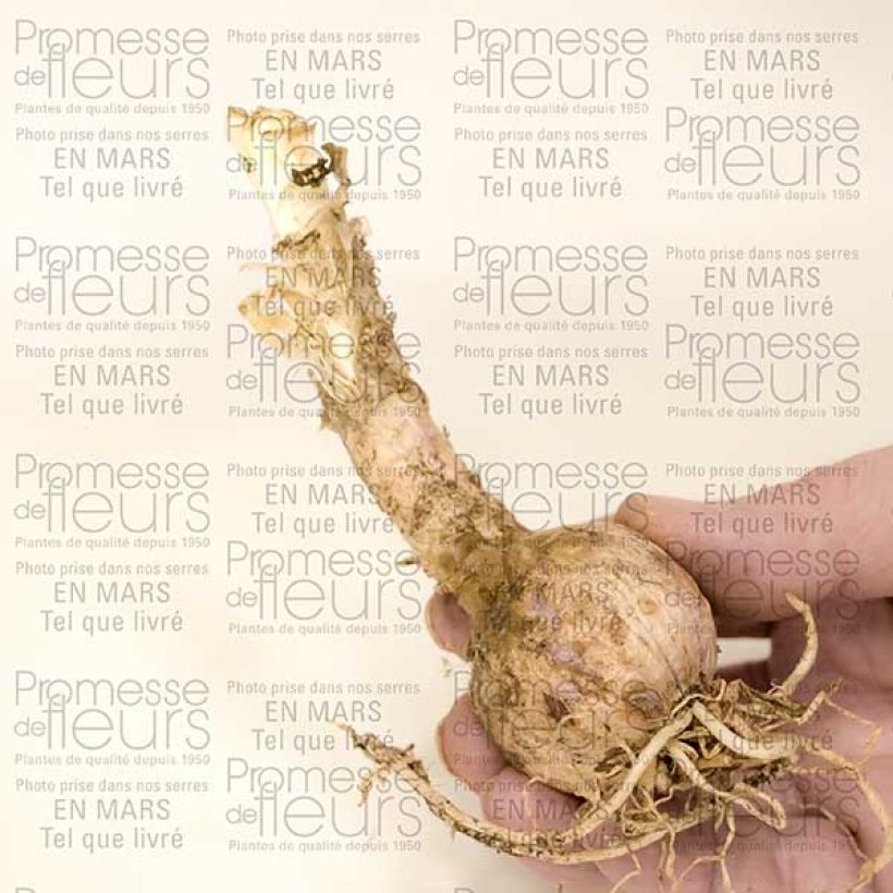 Beispiel eines Exemplars von Nerine sarniensis var corusca Bulbe calibre 12+ wie geliefert