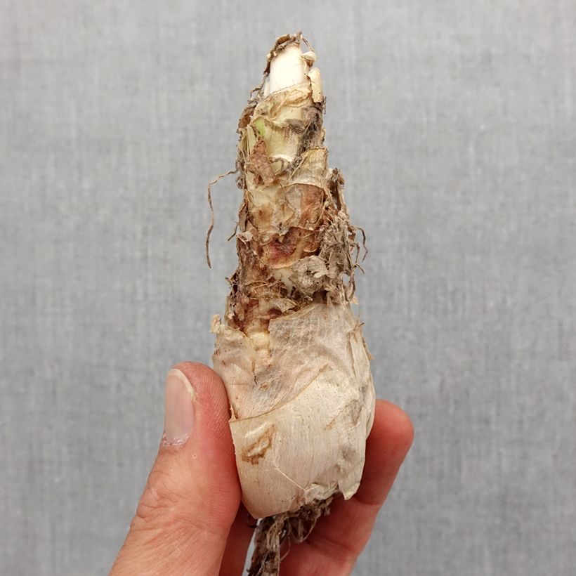 Exemplar von Nerine flexuosa Rose - Guernsey-Lilie Zwiebel Kaliber/Größe 12+ wie im Frühjahr geliefert