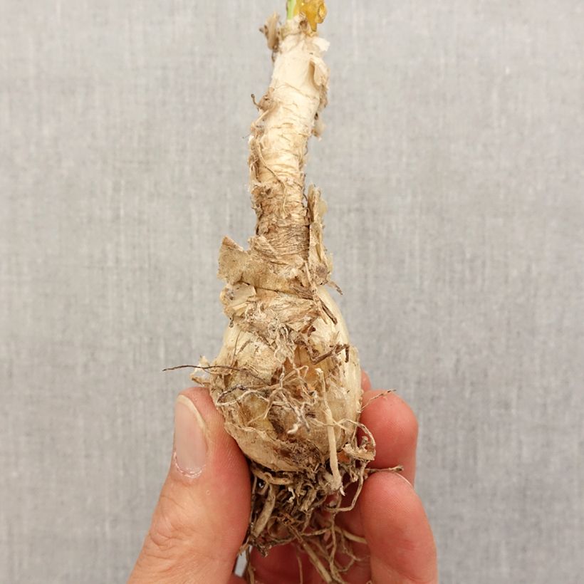 Example of Nerine flexuosa White - Guernsey-Lilie Zwiebel Kaliber/Größe 13+ as you get in printemps