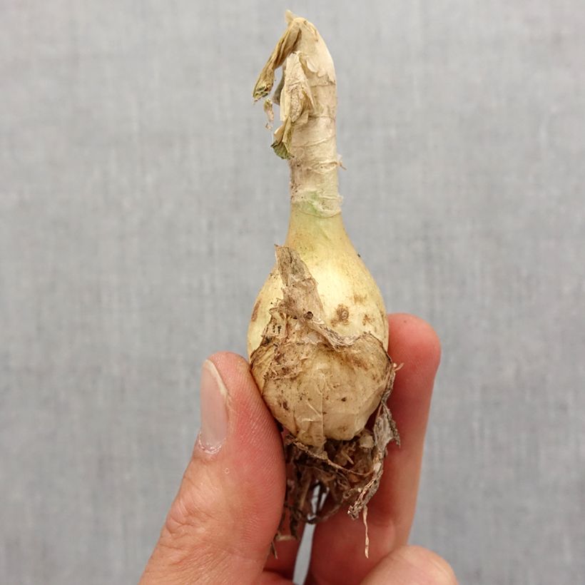 Example of Nerine undulata - Guernsey-Lilie Zwiebel Kaliber/Größe 12+ as you get in printemps