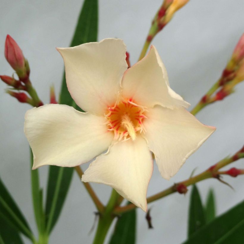 Oleander Yellow - Nerium (Flowering)