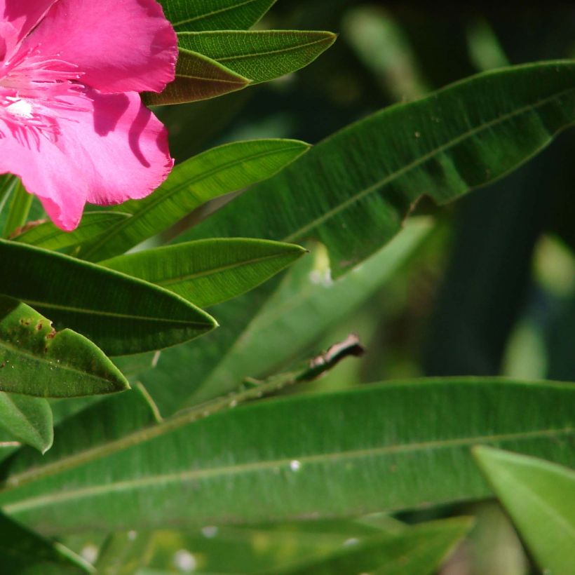 Oleander Simple Red - Nerium (Foliage)