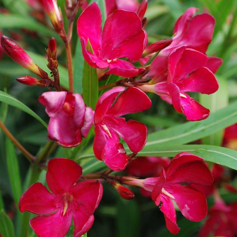 Oleander Simple Red - Nerium (Flowering)
