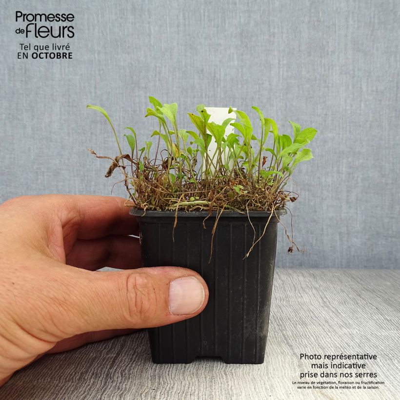 Exemplar von Nierembergia repens - Weißbecher Kleine Töpfe von 8/9 cm wie im Herbst geliefert