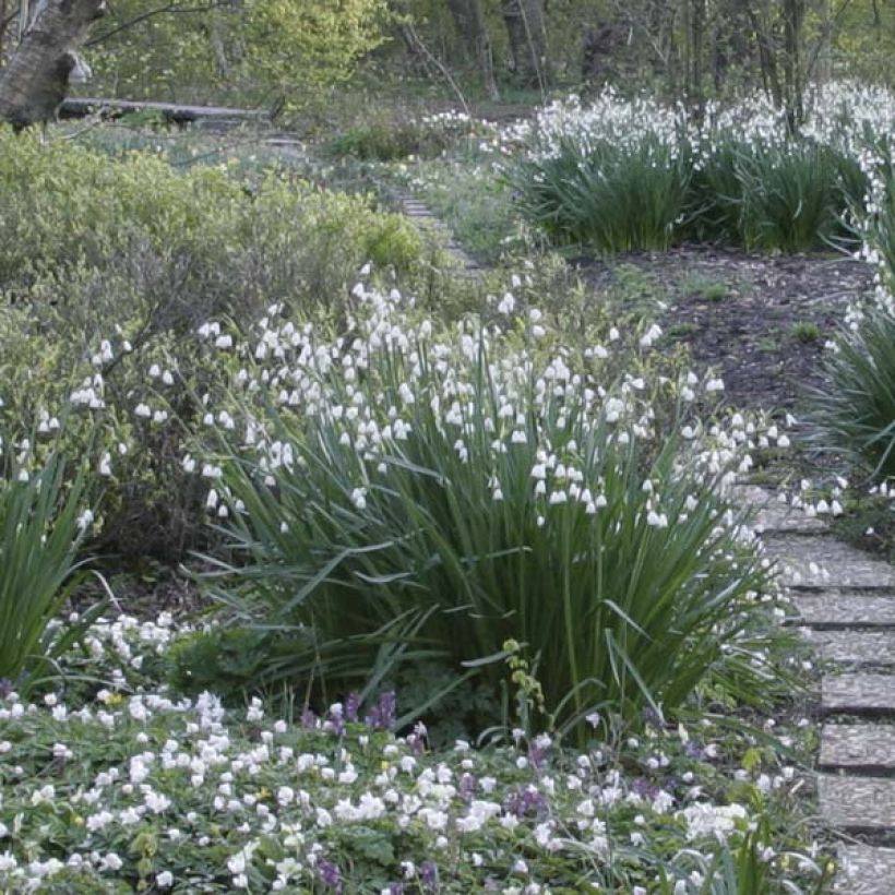 Leucojum aestivum - Sommer-Knotenblume (Wuchs)