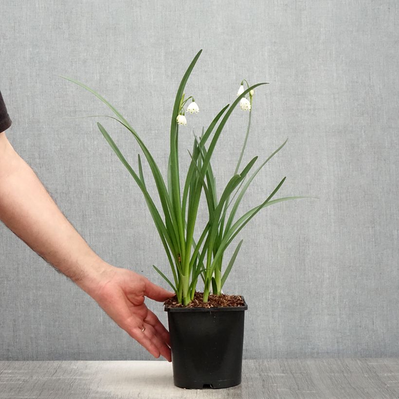Exemplar von Leucojum aestivum Bridesmaid - Sommer-Knotenblume Topf mit 2L/3L wie im Frühjahr geliefert