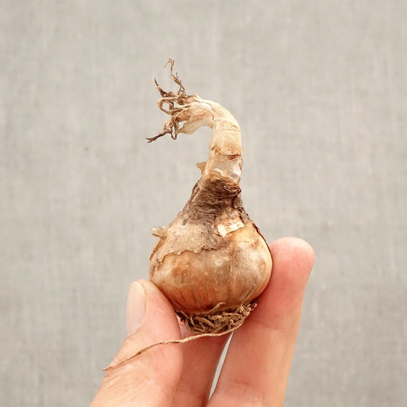 Exemplar von Leucojum aestivum - Sommer-Knotenblume Zwiebel Kaliber/Größe 12+ wie im Frühjahr geliefert