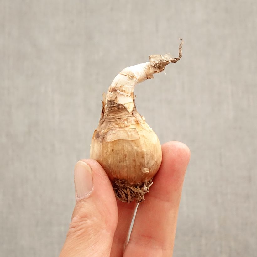 Exemplar von Leucojum aestivum Gravetye Giant - Sommer-Knotenblume Zwiebel size 10/12 wie im Frühjahr geliefert