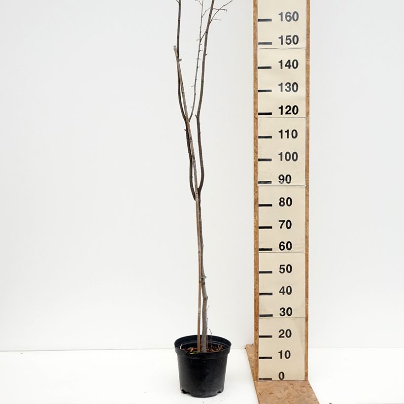 Exemplar von Haselnuss Anny's Red Dwarf - Corylus avellana Topf mit 7,5L/10L, Stamm wie im Herbst geliefert