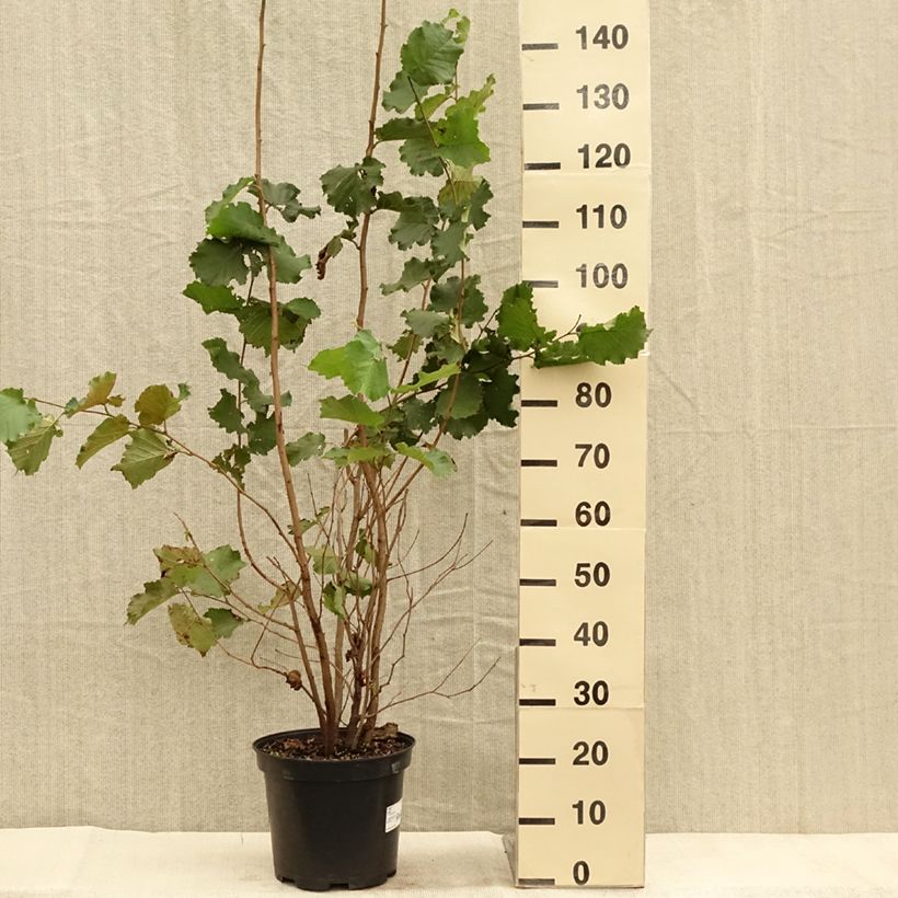 Exemplar von Haselnuss - Corylus avellana Topf mit 7,5L/10L wie im Herbst geliefert