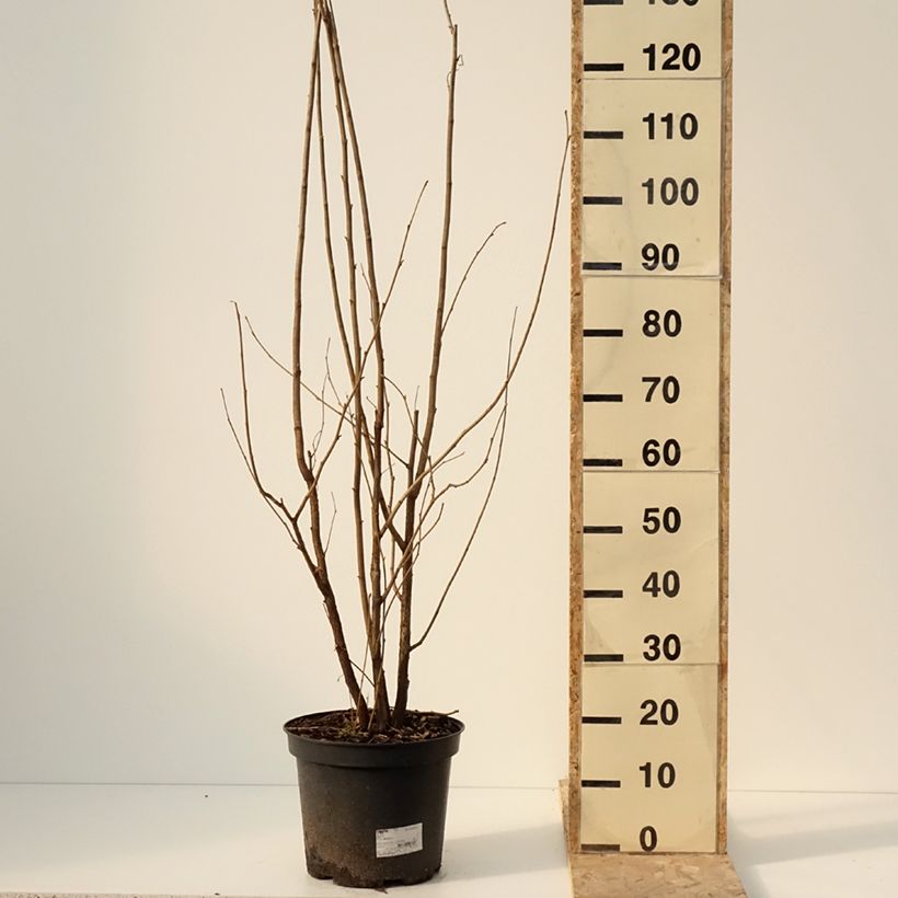 Exemplar von Noisetier commun - Corylus avellana en racines nues Pot de 7,5L/10L wie im Winter geliefert