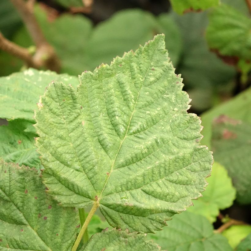 Haselnuss Longue d'Espagne - Corylus avellana (Laub)