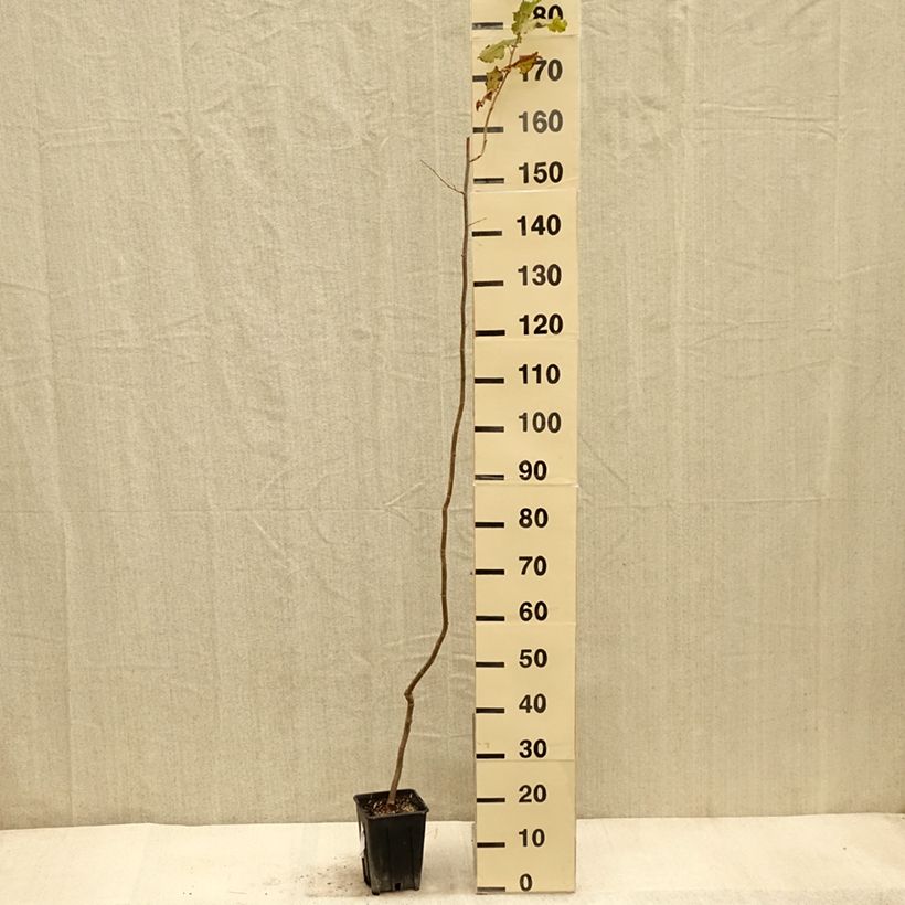 Exemplar von Noisetier - Corylus avellana Tonda Gentile Trilobata Pot de 1,5L/2L wie im Herbst geliefert