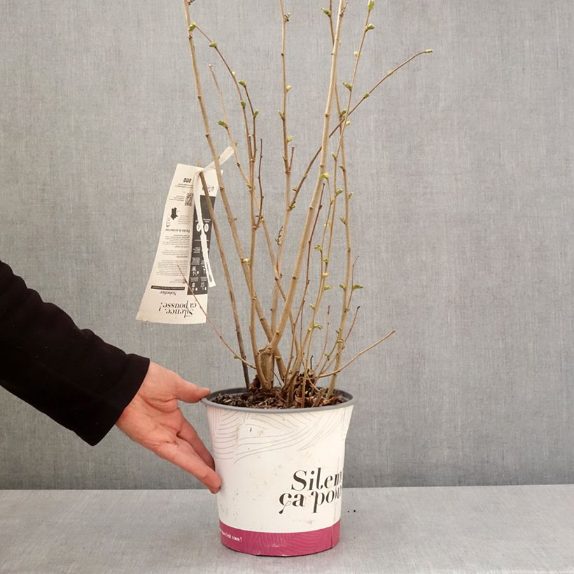 Example of Haselnuss Fertile de Coutard - Corylus avellana Topf mit 3L/4L, Strauch as you get in printemps