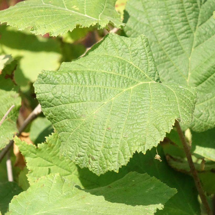 Haselnuss Fertile de Coutard - Corylus avellana (Foliage)