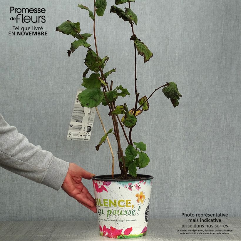 Exemplar von Lambertsnuss Géant de Halle - Corylus maxima Topf mit 4L/5L, Strauch wie im Herbst geliefert