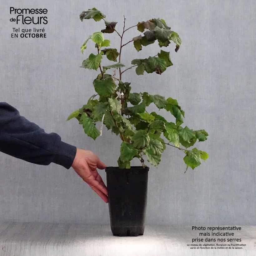 Exemplar von Lambertsnuss Géant de Halle - Corylus maxima Topf mit 2L/3L wie im Herbst geliefert