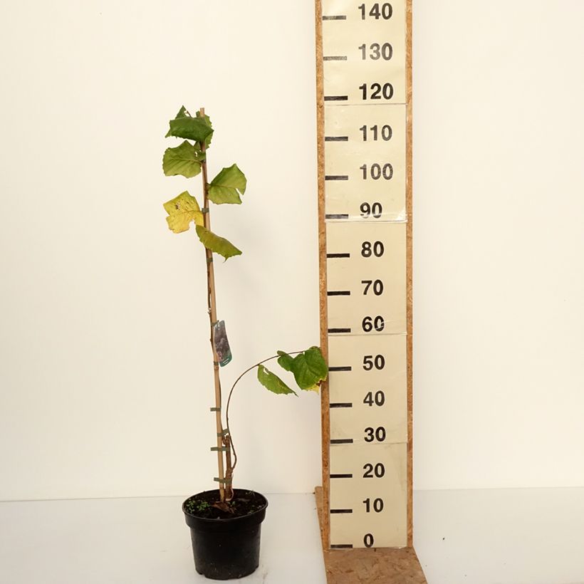 Exemplar von Haselnuss Pendula - Corylus avellana Topf mit 7,5L/10L wie im Herbst geliefert