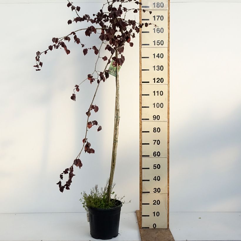 Exemplar von Haselnuss Purple Umbrella - Corylus avellana Topf mit 12L/15L wie im Frühjahr geliefert