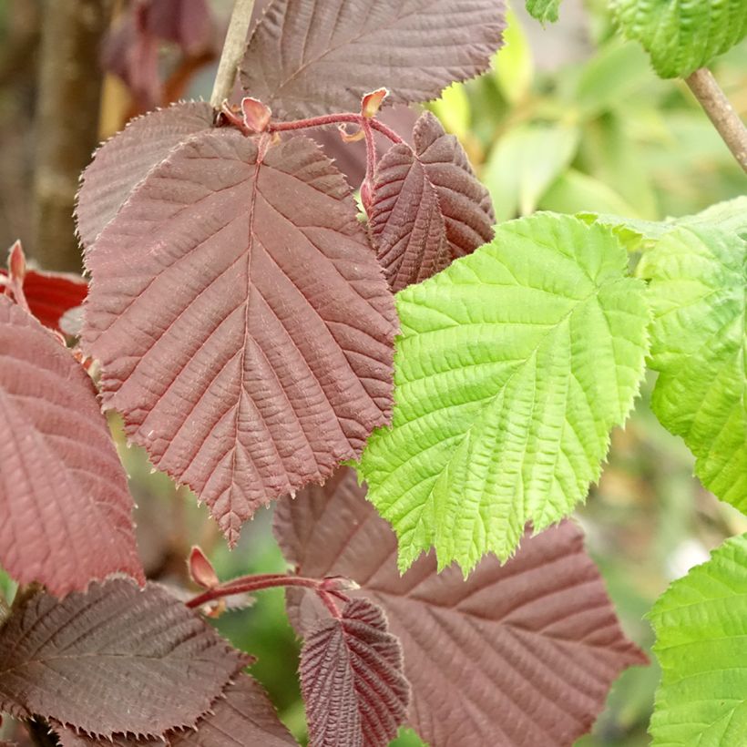 Haselnuss Syrena - Corylus avellana (Laub)