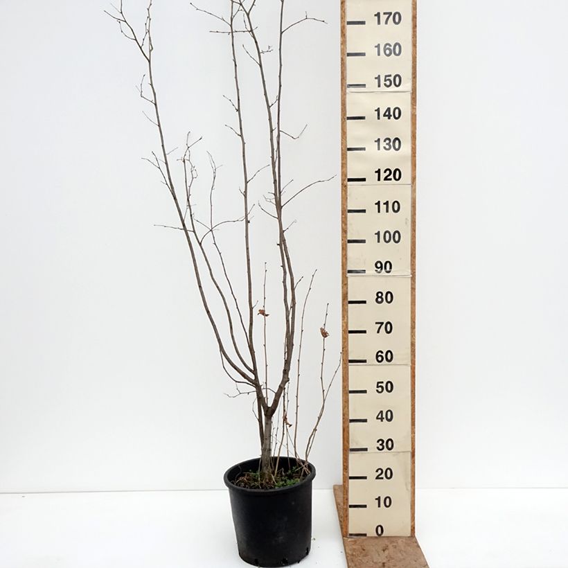 Exemplar von Haselnuss Syrena - Corylus avellana Topf mit 12L/15L wie im Winter geliefert