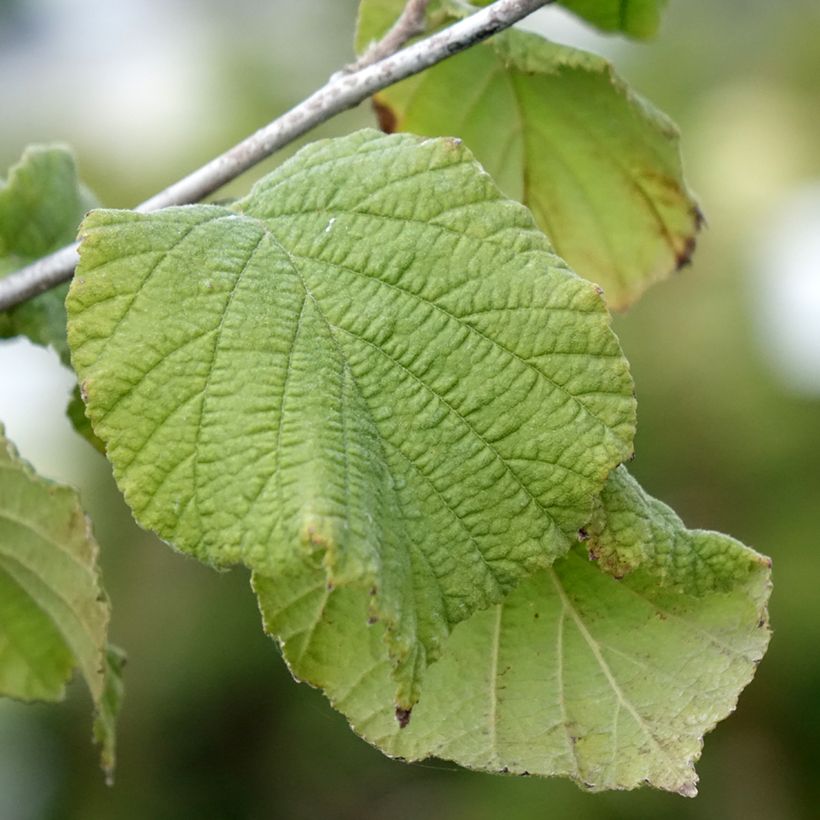 Haselnuss Tonda Gentile Romana - Corylus avellana (Laub)