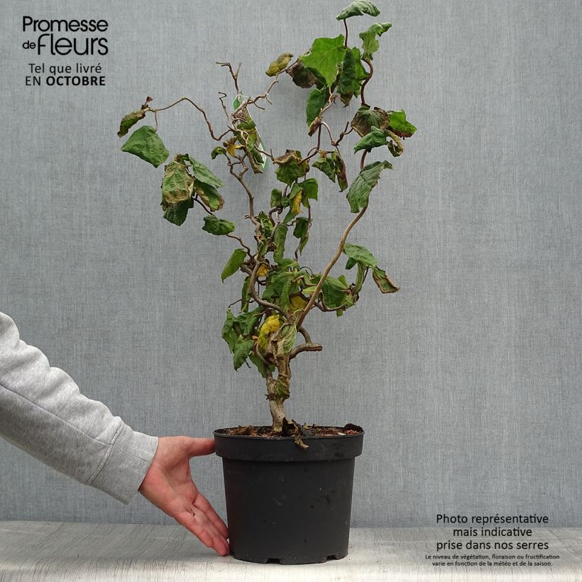 Exemplar von Haselnuss Contorta - Corylus avellana Topf mit 3L/4L wie im Herbst geliefert