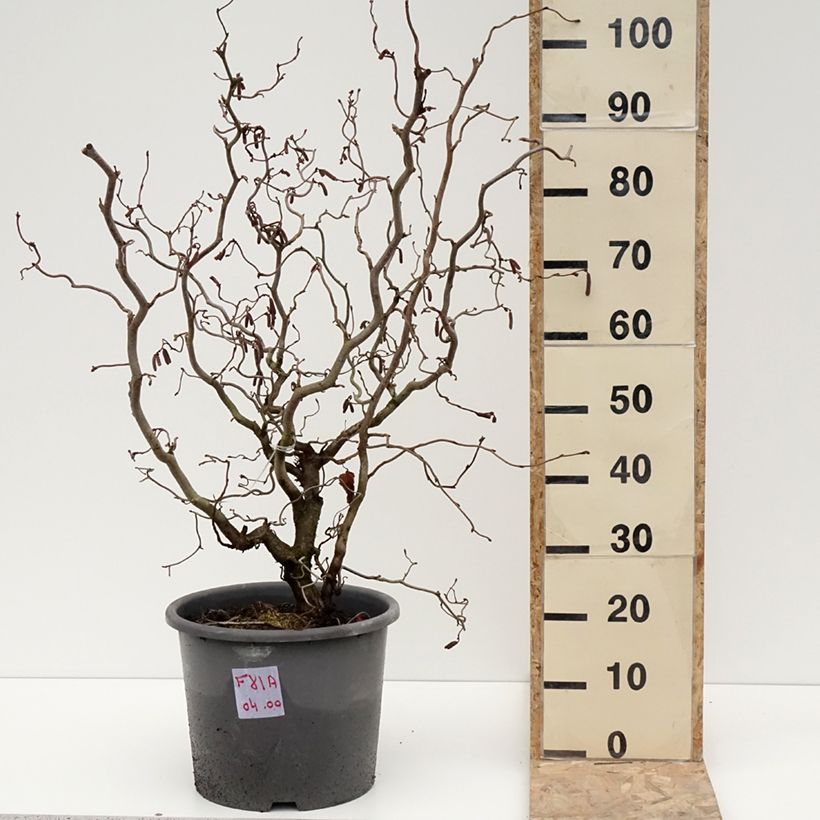 Exemplar von Noisetier tortueux pourpre - Corylus avellana Red Majestic Pot de 12L/15L wie im Winter geliefert