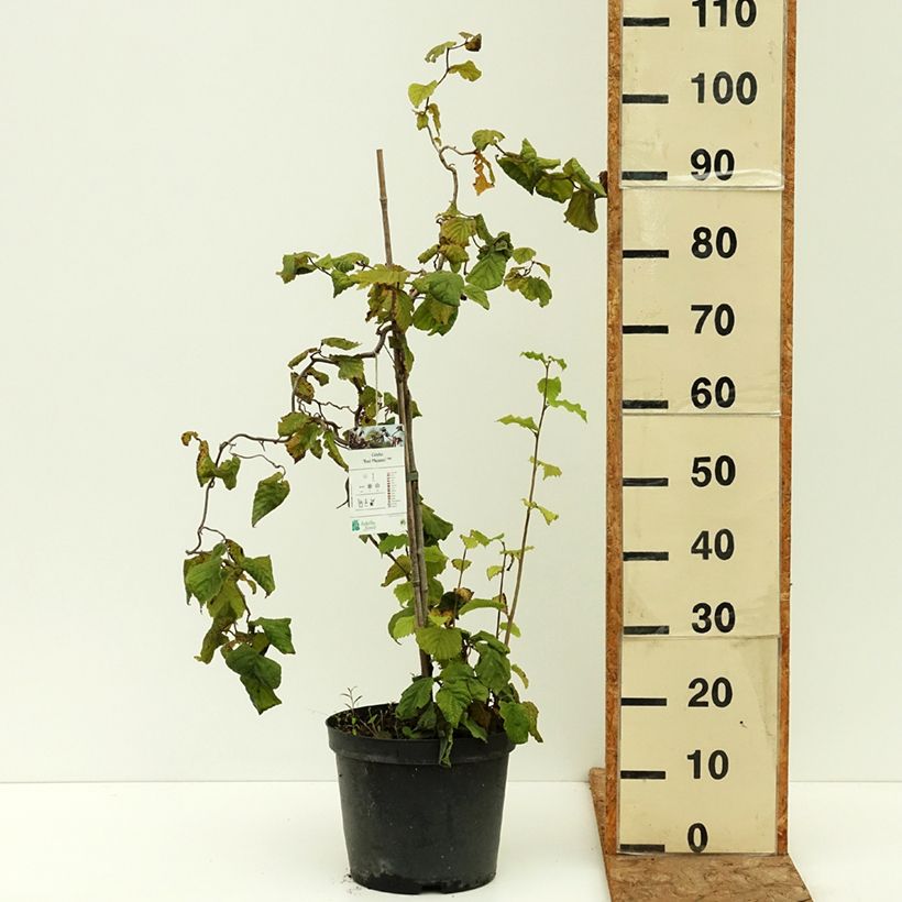 Exemplar von Haselnuss Red Majestic - Corylus avellana Topf mit 3L/4L, Stamm wie im Sommer geliefert