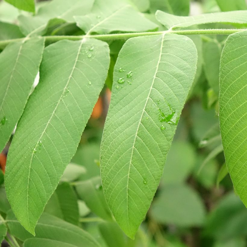 Juglans cinerea - Butternuss (Laub)