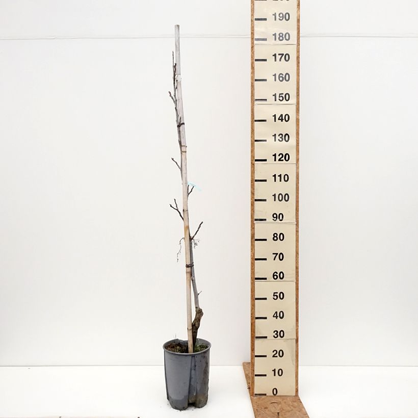 Exemplar von Walnuss Chandler - Juglans regia Topf mit 7,5L/10L, Halbstamm wie im Herbst geliefert
