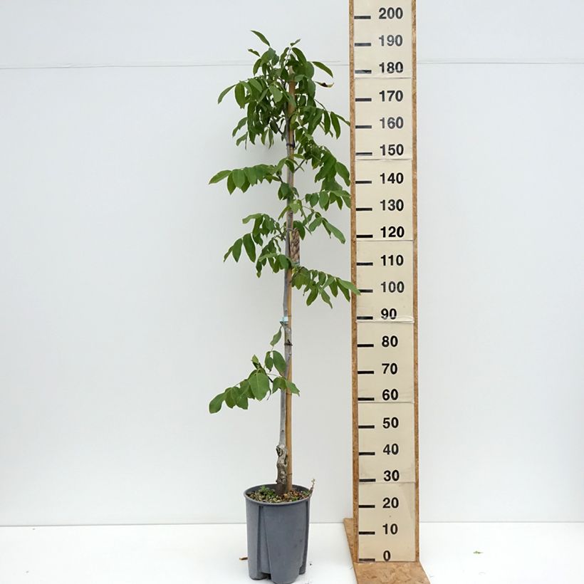 Exemplar von Walnuss Chandler - Juglans regia Topf mit 7,5L/10L, Halbstamm wie im Sommer geliefert