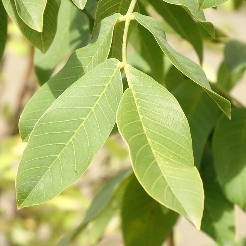 Walnuss Chandler - Juglans regia (Laub)