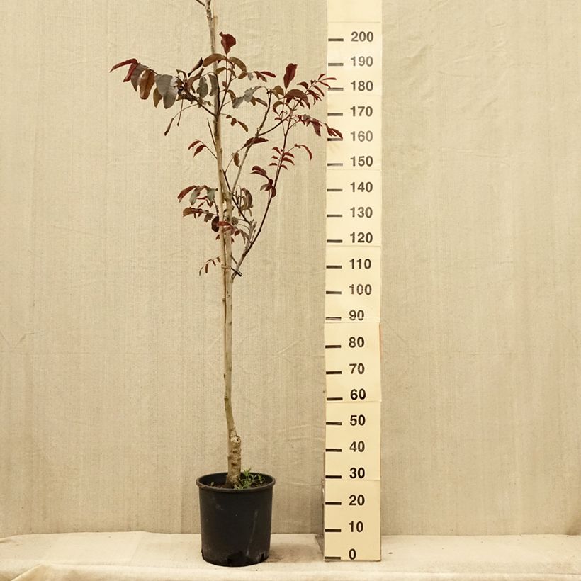 Exemplar von Walnuss Purpurea - Juglans regia Topf mit 18L/20L, Stämmchen wie im Sommer geliefert