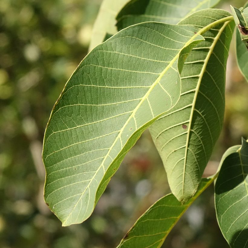 Walnuss Mayette - Juglans regia (Laub)